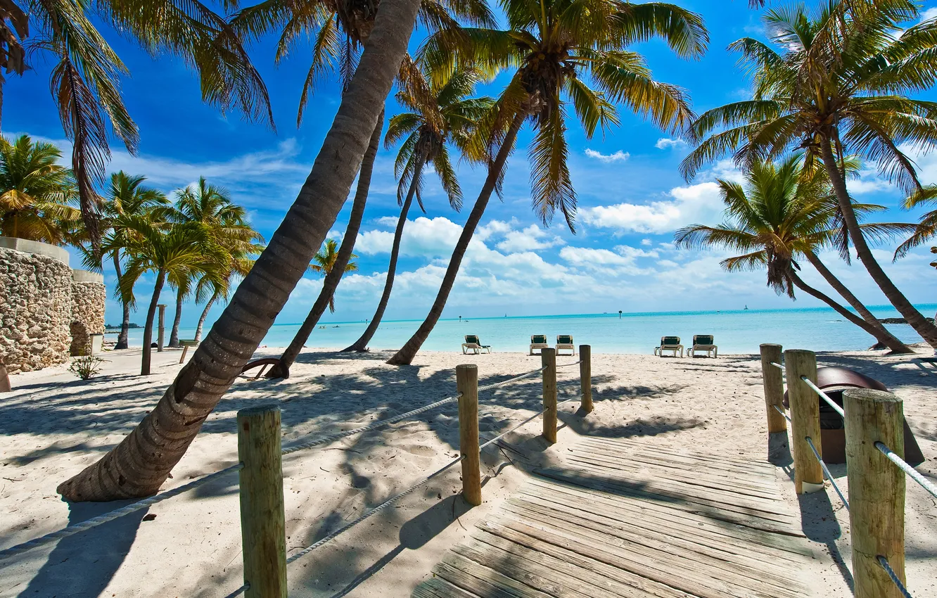 Фото обои relax, Pacific Ocean, sea, sand, palm trees, plant, palm, rest