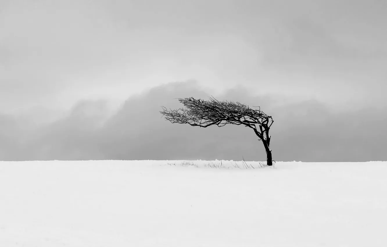 Фото обои поле, снег, дерево