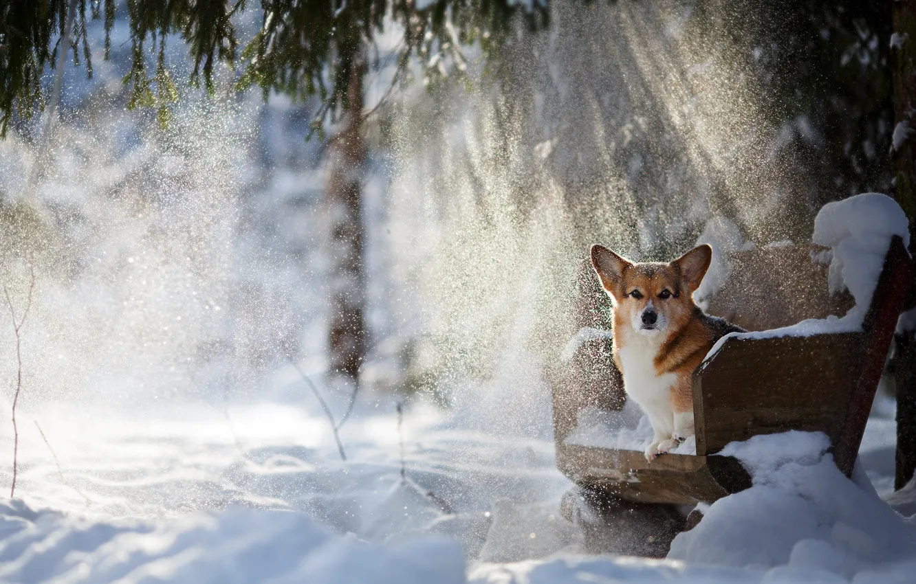 Фото обои зима, лучи, снег, собака, пёсик, Вельш-корги