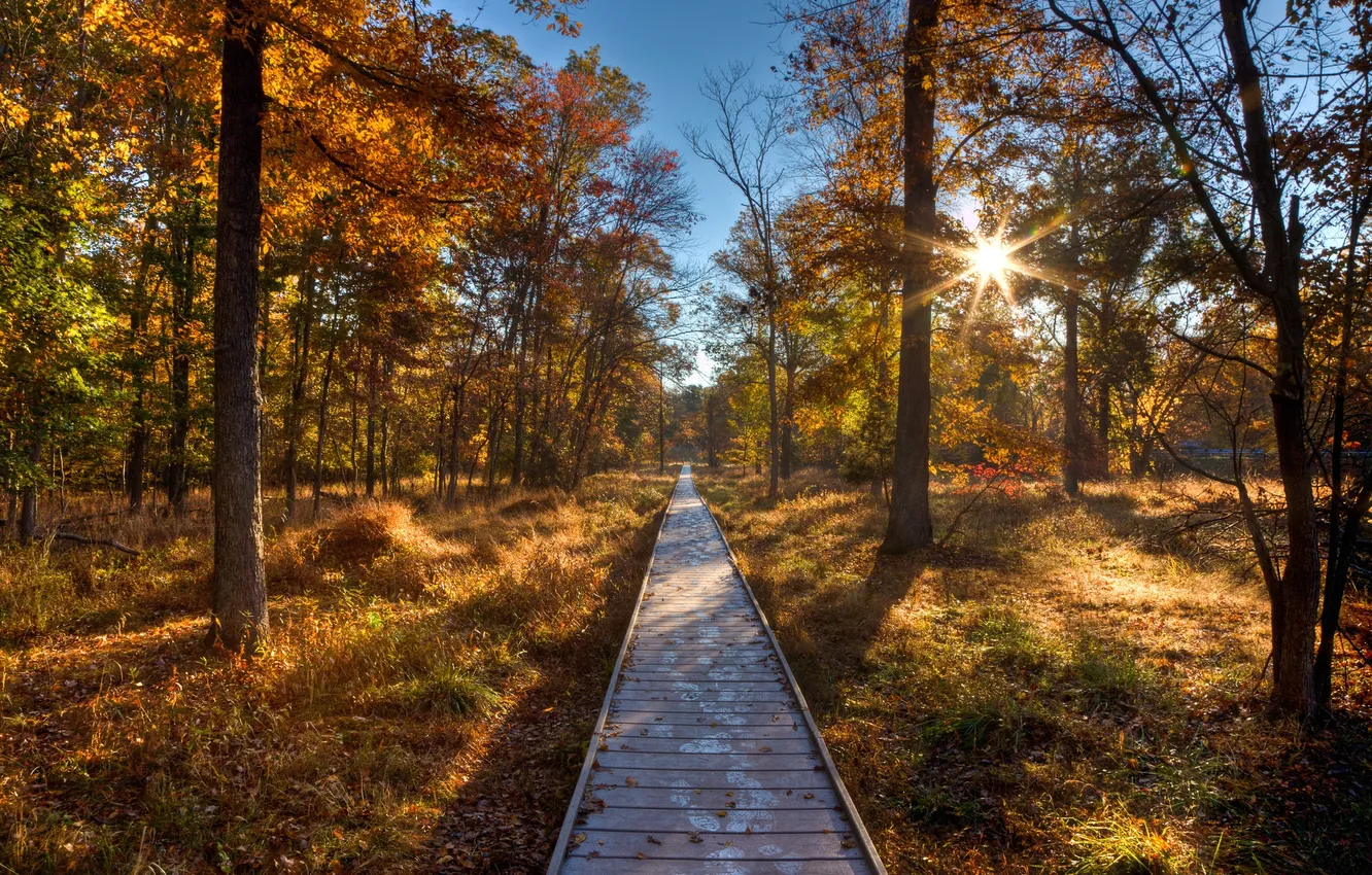 Фото обои осень, лес, небо, солнце, деревья, путь