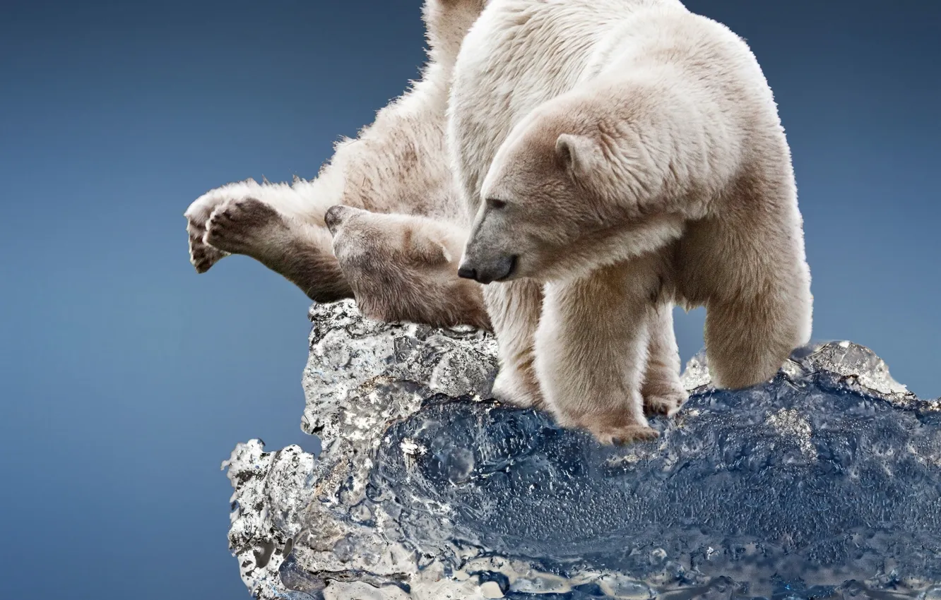 Фото обои лёд, льдина, белые медведи