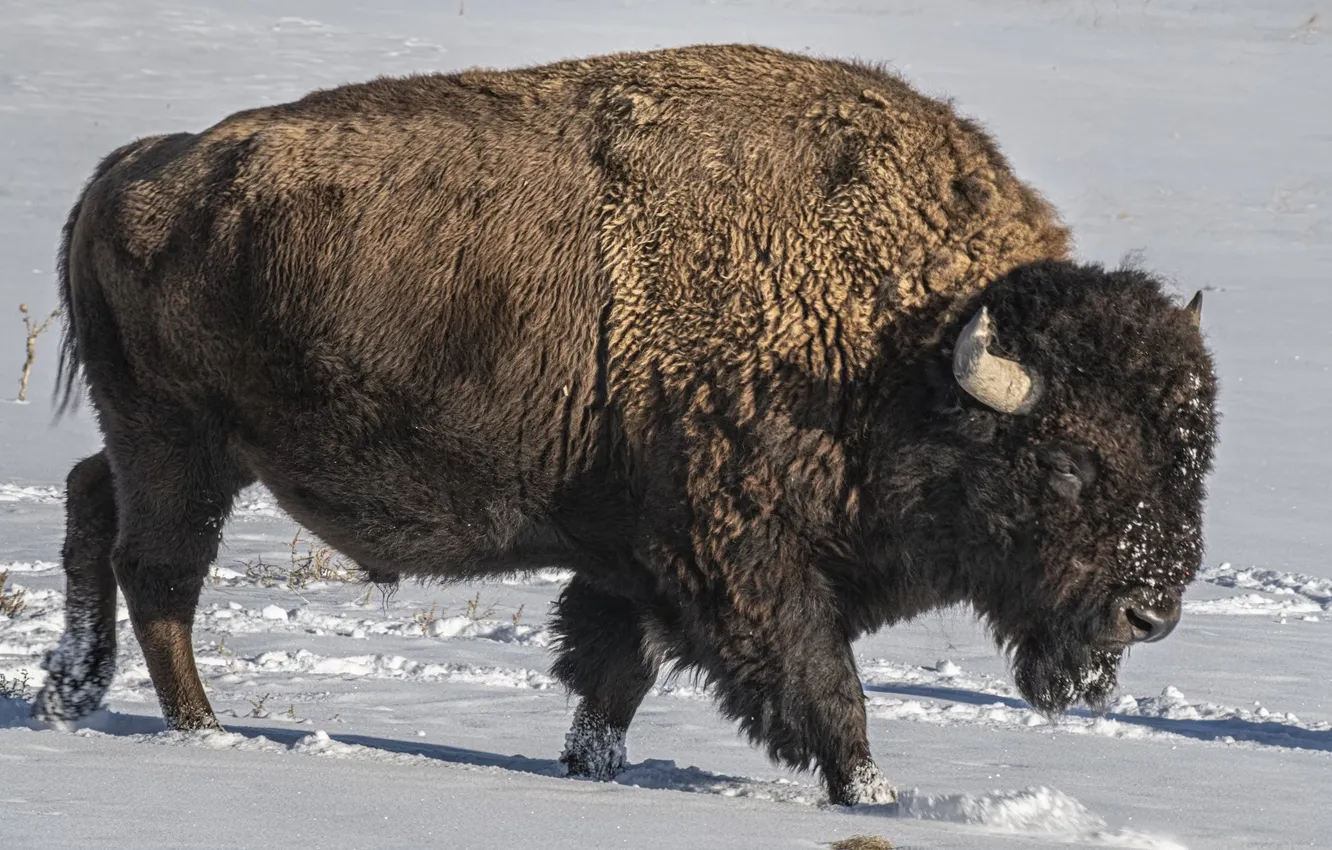 Фото обои animal, wildlife, buffalo, bison, white bisons, Plains bison
