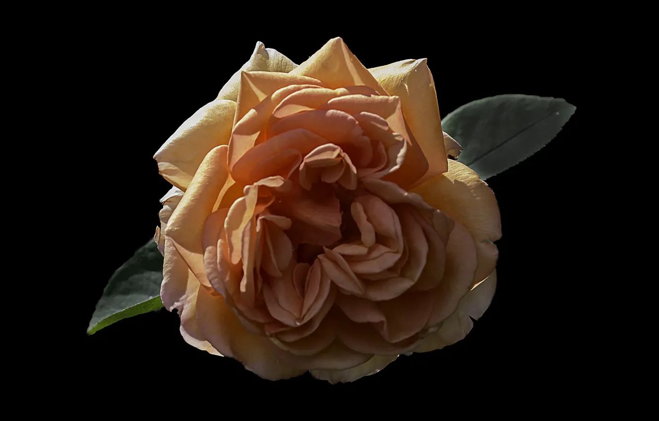 Фото обои цветок, фон, роза, чёрный фон, жёлтая роза