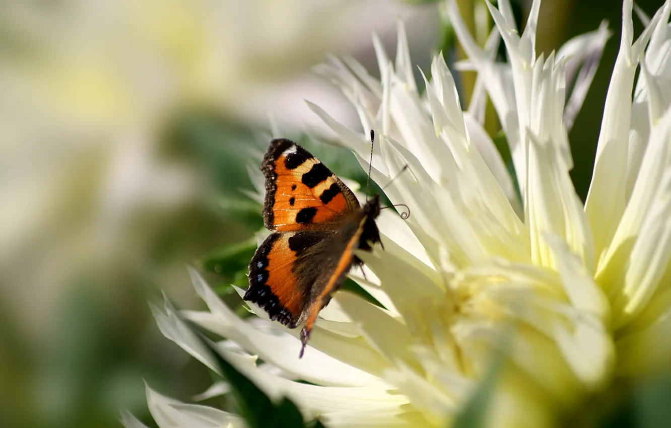 Фото обои макро, пыльца, бабочка, Цветок, лепестки