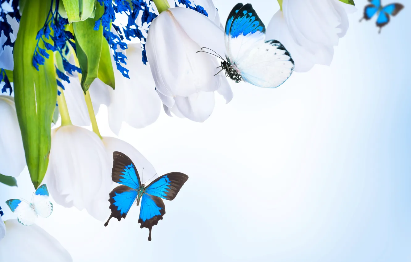 Фото обои бабочки, цветы, букет, flowers, bouquet, butterflies, белые тюльпаны, white tulips