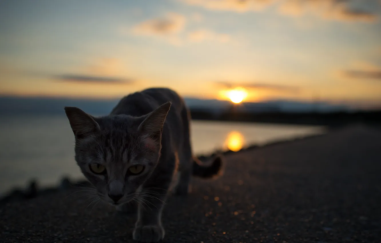Фото обои кот, взгляд, закат, котэ