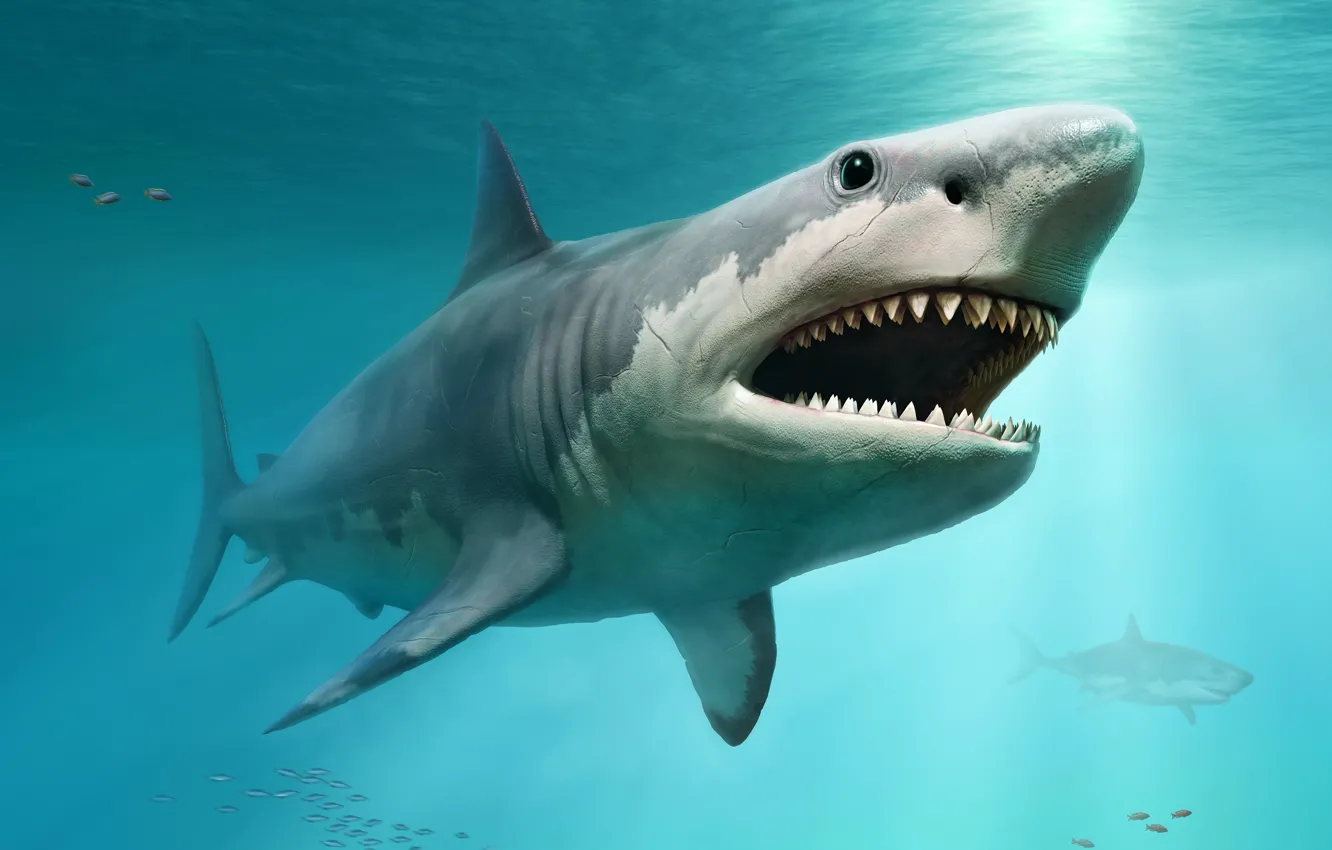 Фото обои shark, teeth, proportions