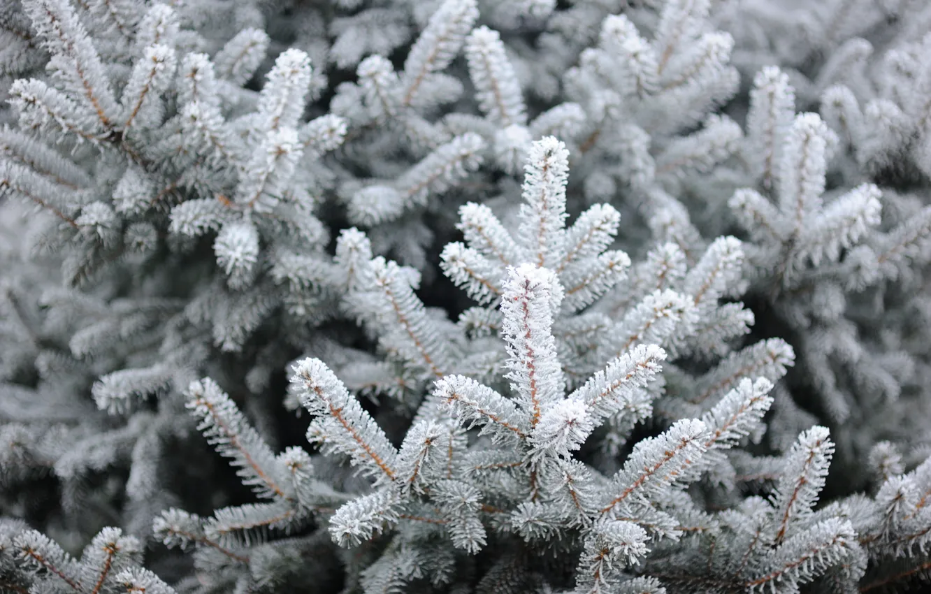 Фото обои зима, снег, елка, winter, snow, spruce, frost, fir tree