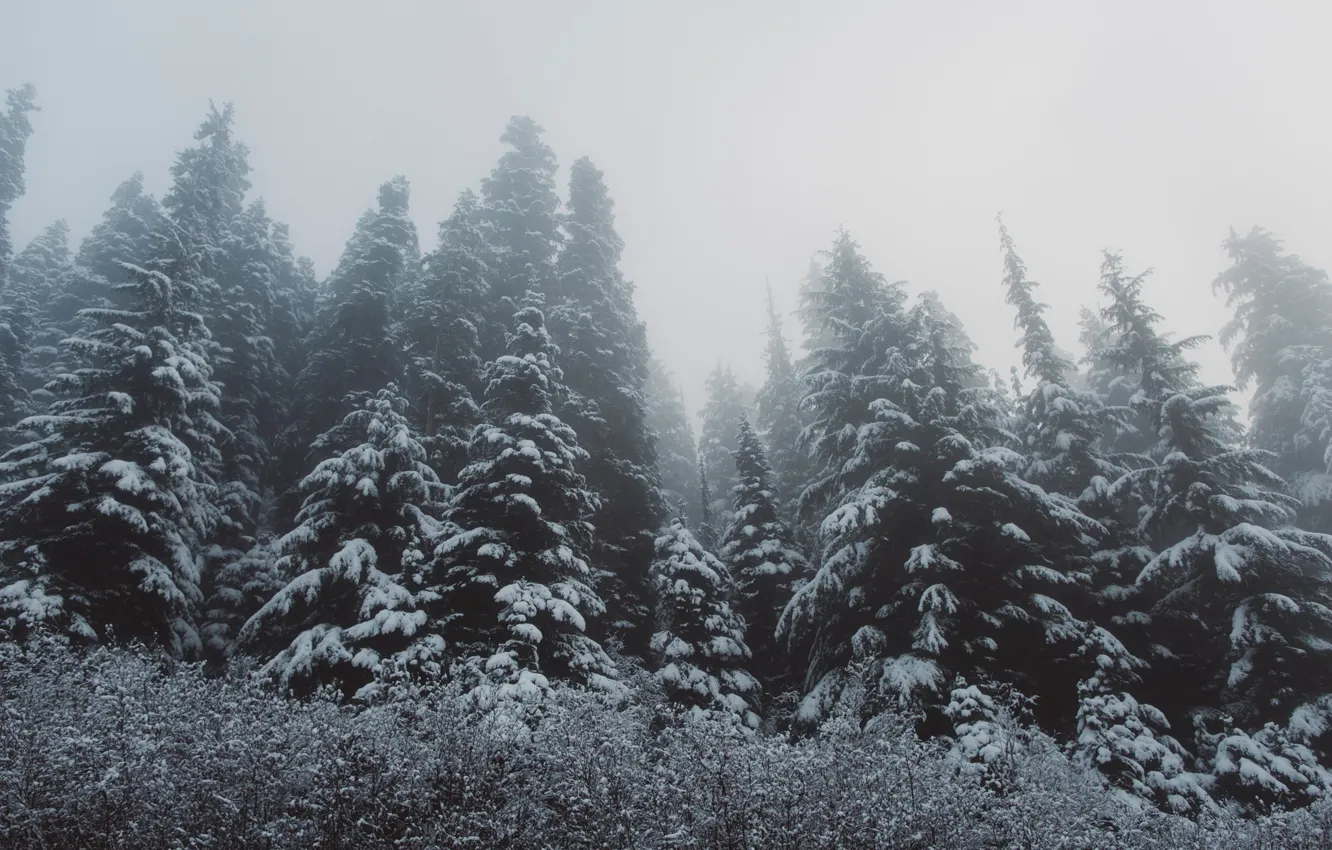 Фото обои зима, лес, снег, деревья, ёлки