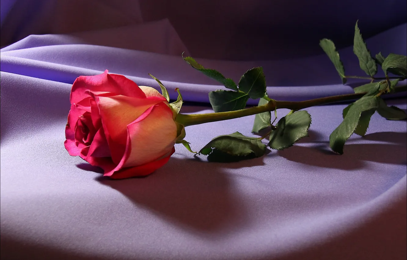 Фото обои цветок, свет, цветы, роза, ткань