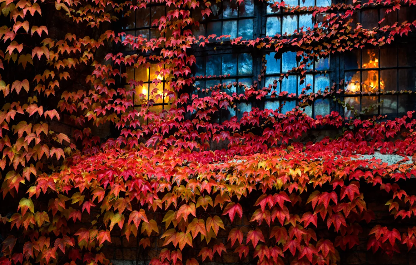 Фото обои листья, дом, окно, плющ