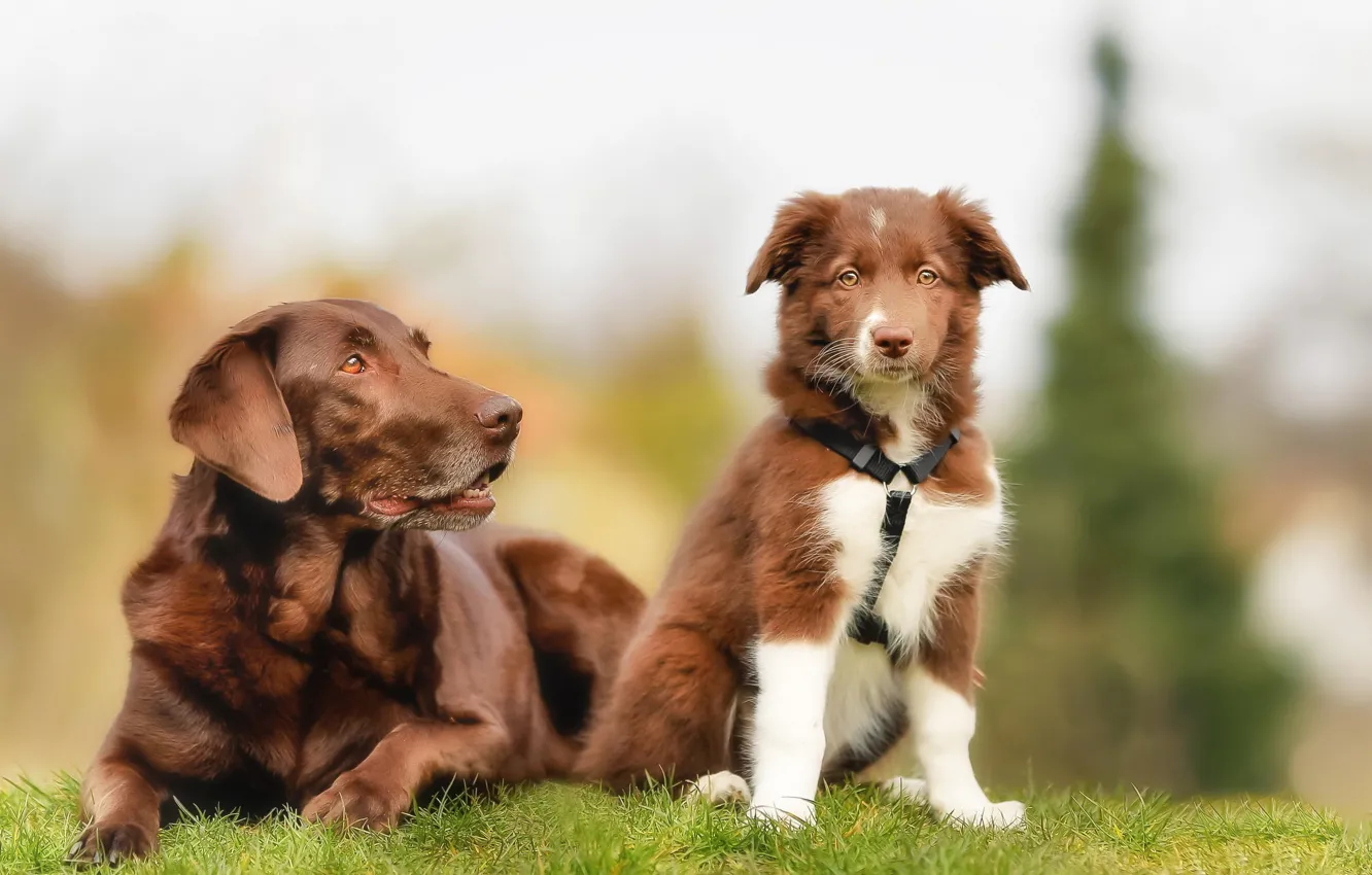 Фото обои собаки, щенок, лабрадор, коричневые, бордер-колли