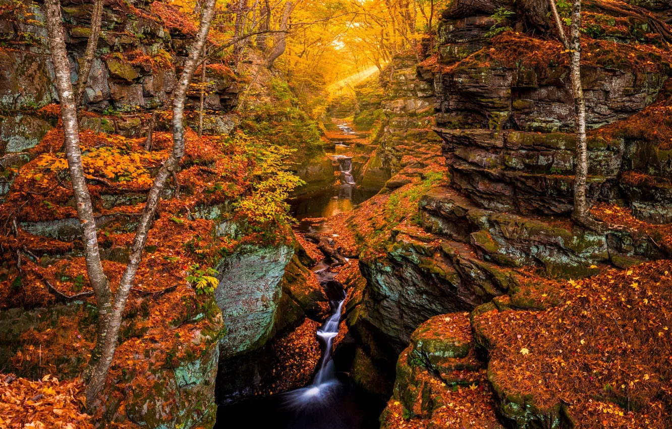 Фото обои осень, лес, листья, деревья, река, ручей, скалы