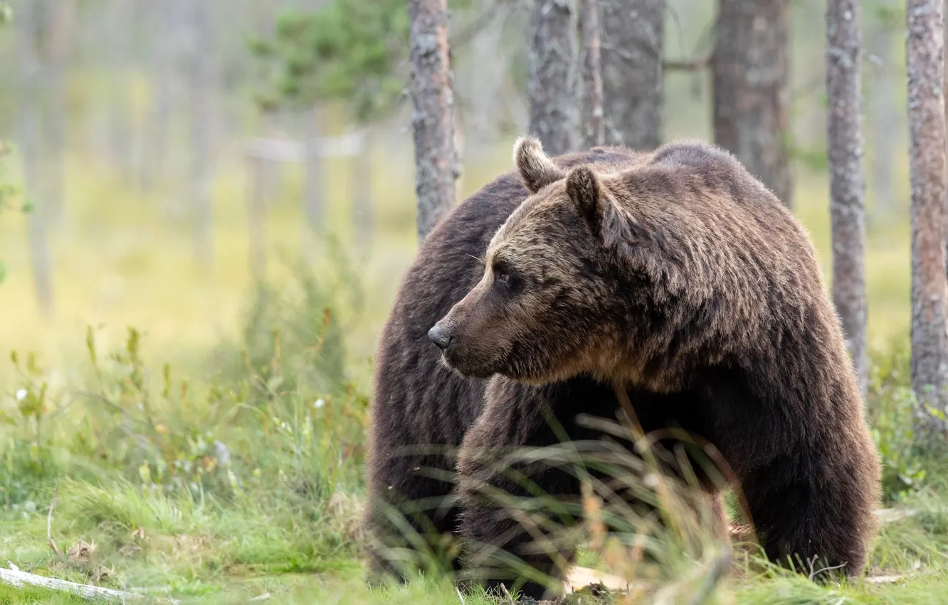 Фото обои лес, медведь, Топтыгин