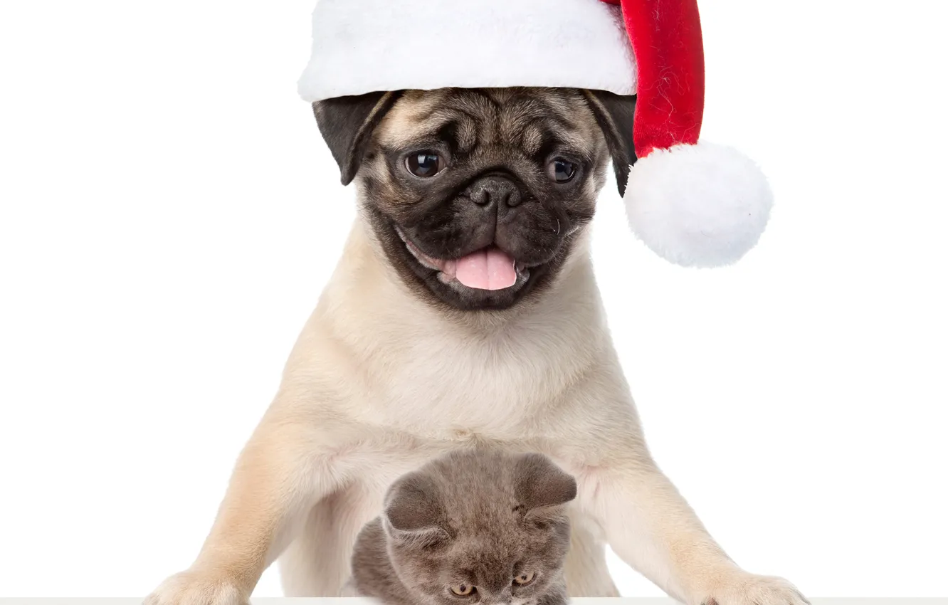 Фото обои котенок, собака, мопс, Новый год, Christmas, cat, dog, New Year