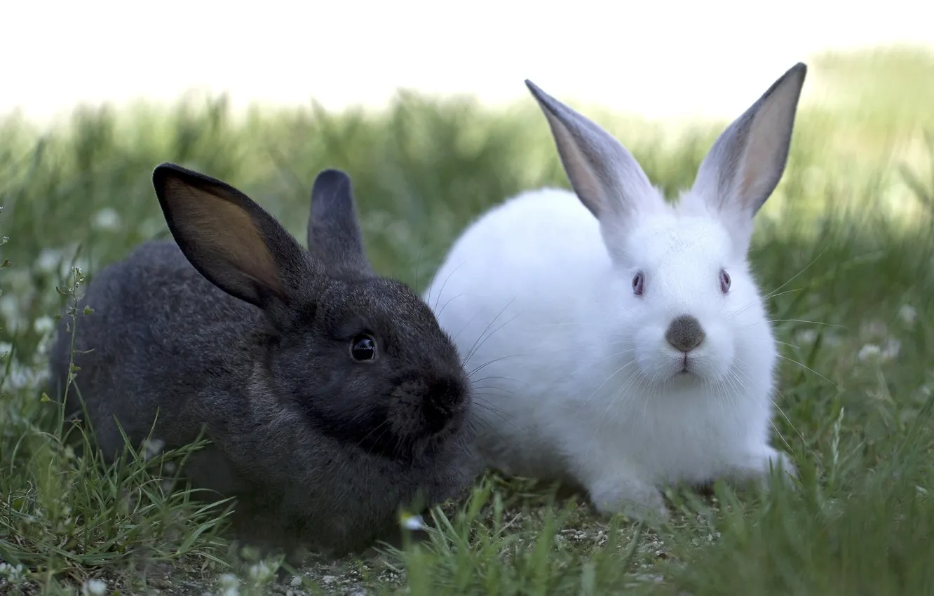Фото обои белый, чёрный, пара, кролики