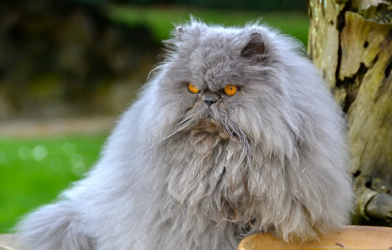 Фото обои кот, пушистый, перс, персидский кот, важный