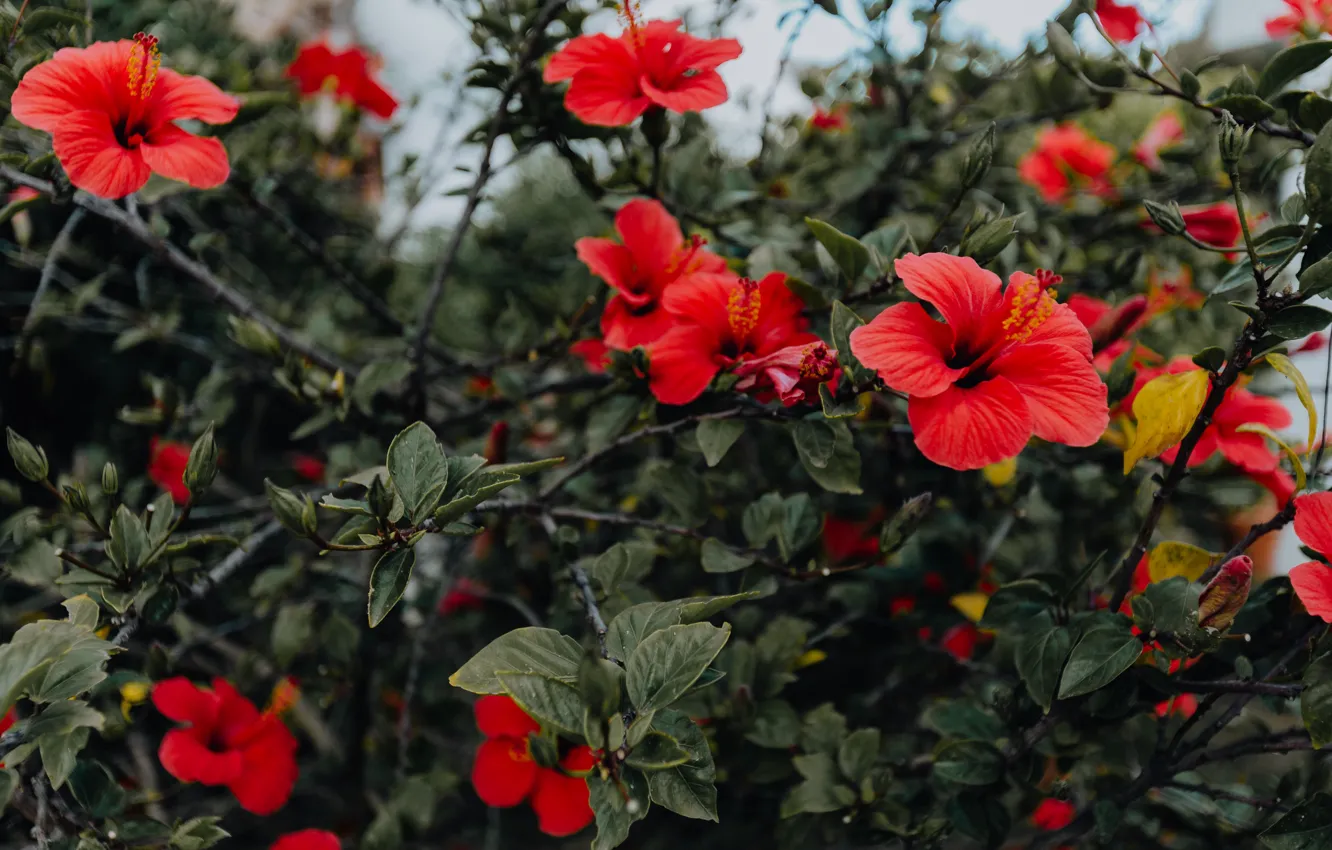 Фото обои red, flowers, beautiful