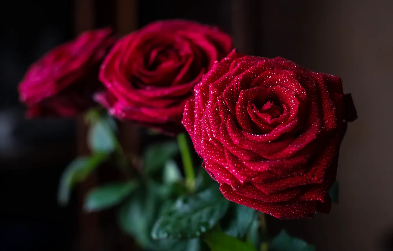 Фото обои капли, розы, букет, лепестки, красные