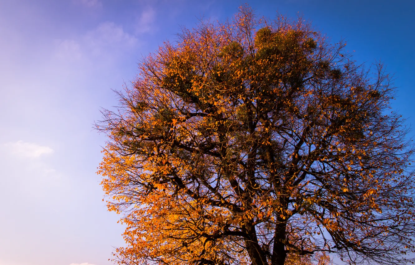 Фото обои Sky, Blue, Tree, Sunset, Autumn, Leaves, Branches, Dusk