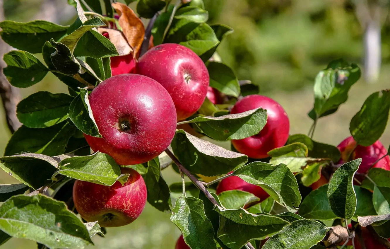 Фото обои листья, яблоки, плоды
