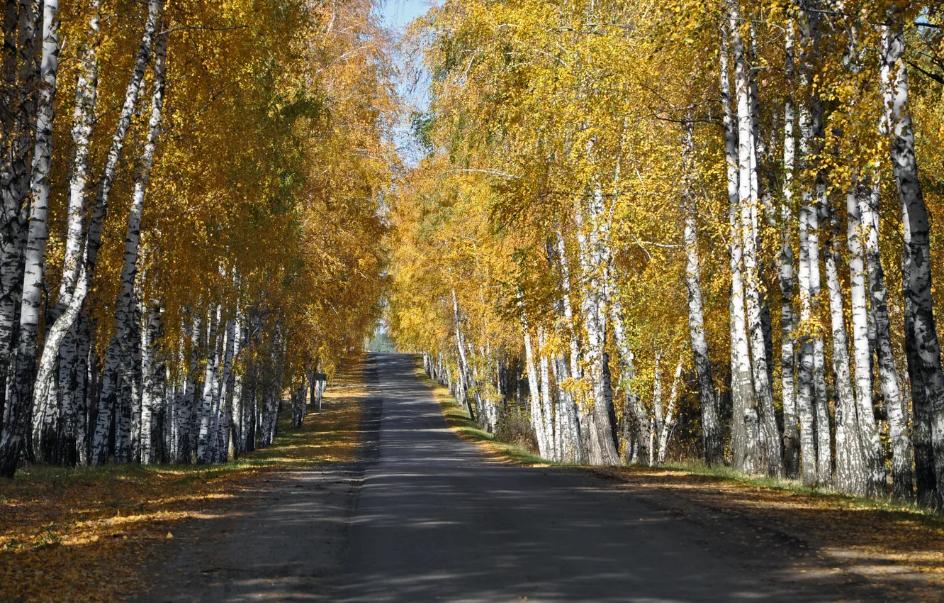 Фото обои дорога, осень, лес, листья, желтые, березы, роща