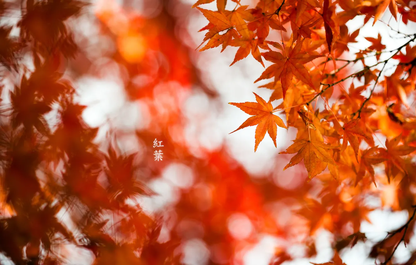 Фото обои осень, листья, красные, клен, крона