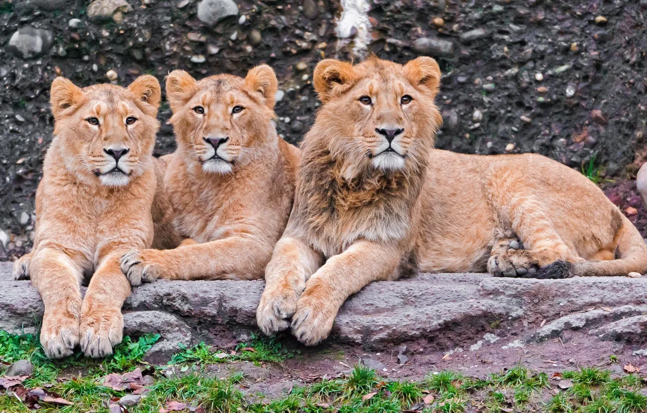Фото обои хищники, львы, троица