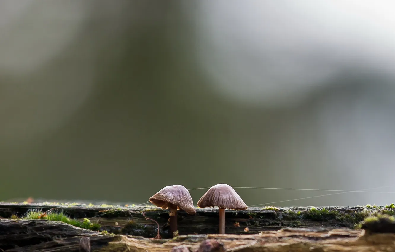 Фото обои природа, фон, грибы, Mushroom Telegraph