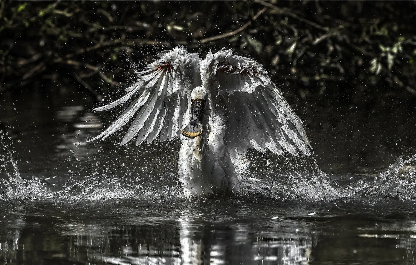 Фото обои вода, птица, розовая цапля