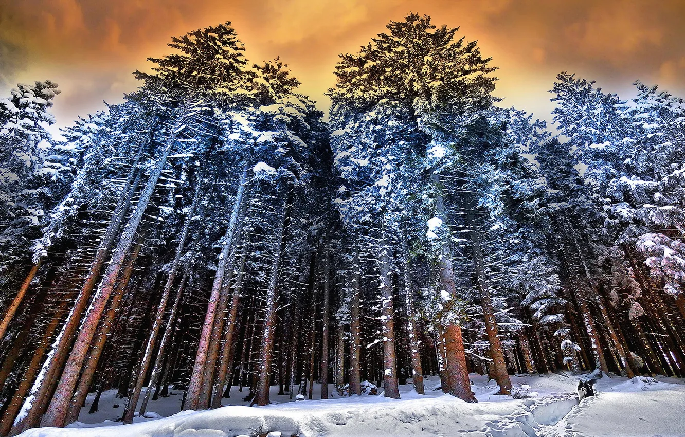 Фото обои зима, лес, собака