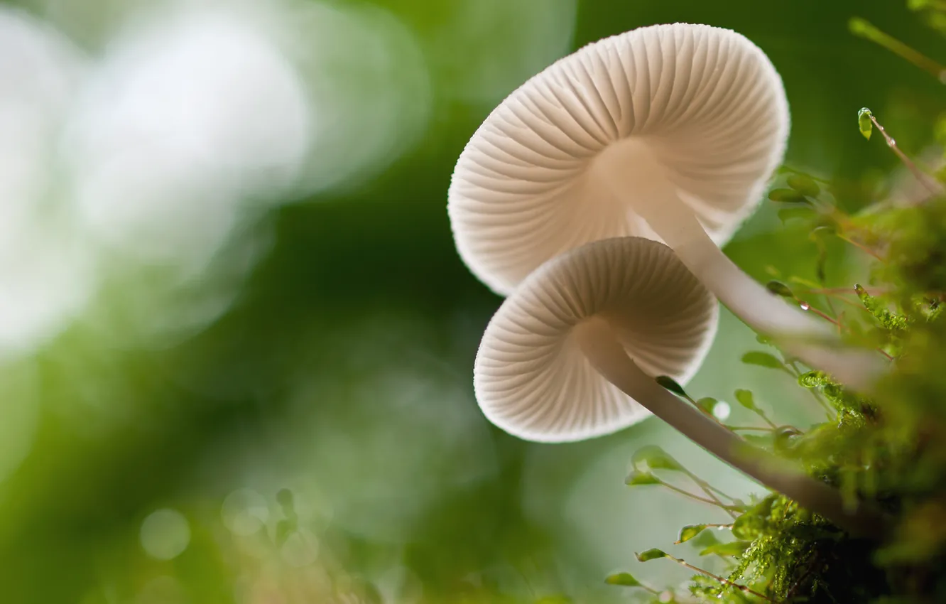 Фото обои макро, грибы, мох, боке