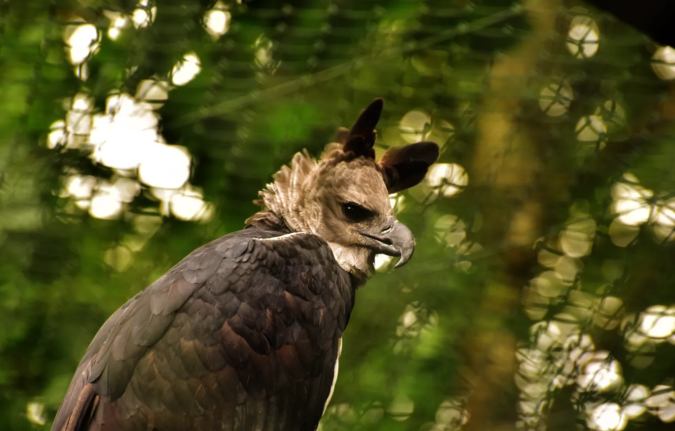 Фото обои Raptor, Feather, plumage, bill, wildlife photography, Harpia Harpyja, harpy eagle