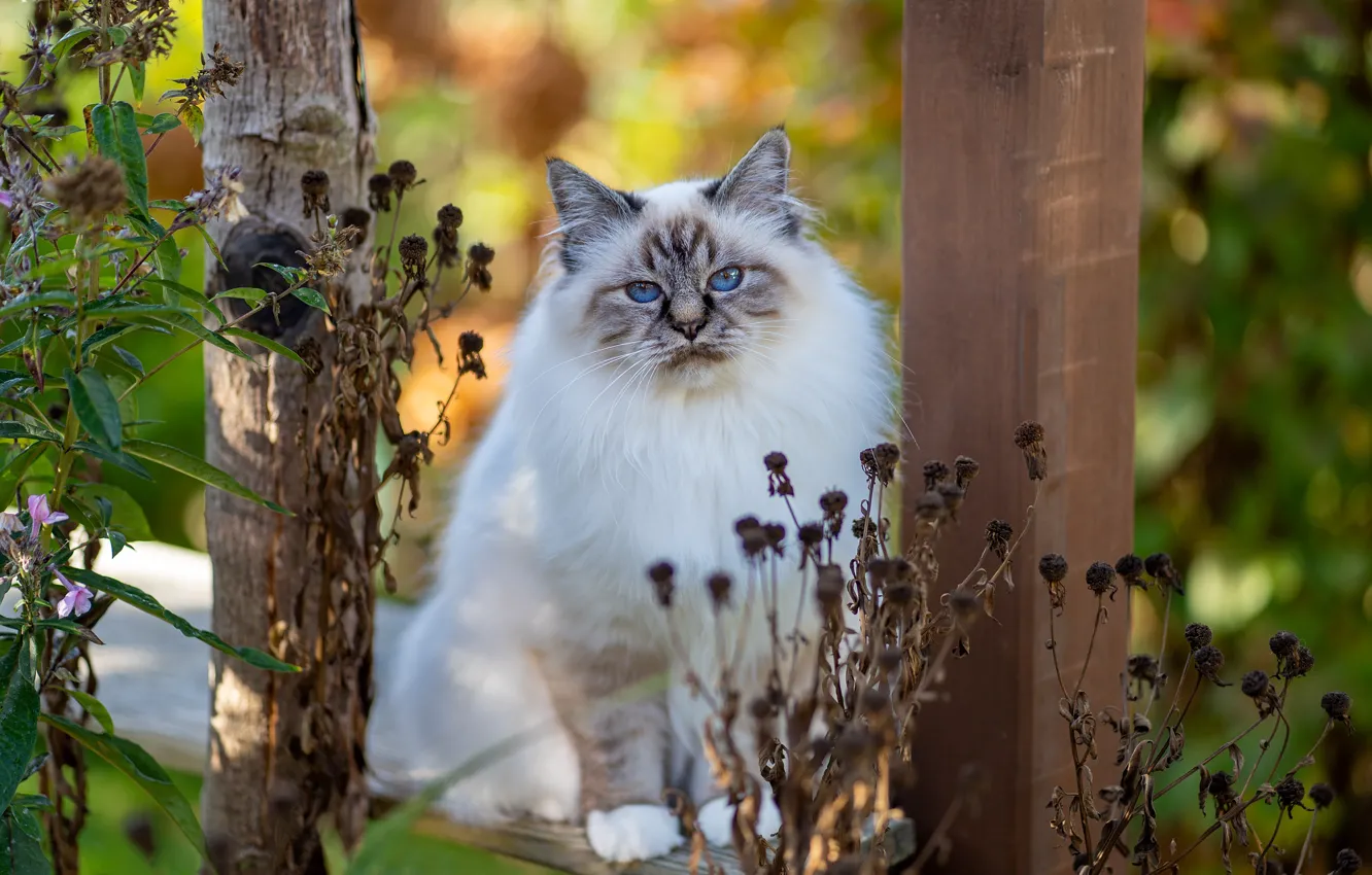Фото обои осень, кошка, кот, взгляд, листья, ветки, дерево, столб