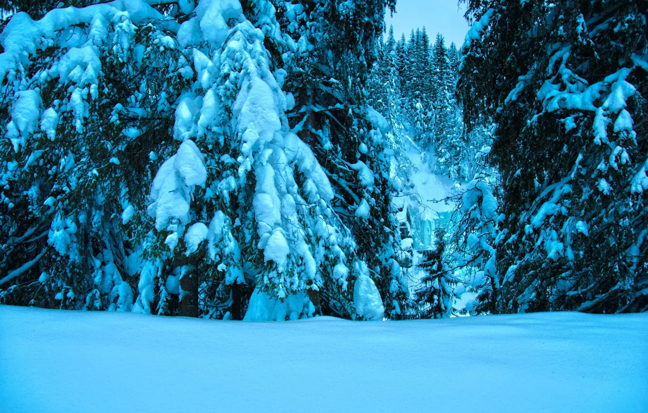 Фото обои white, winter, snow