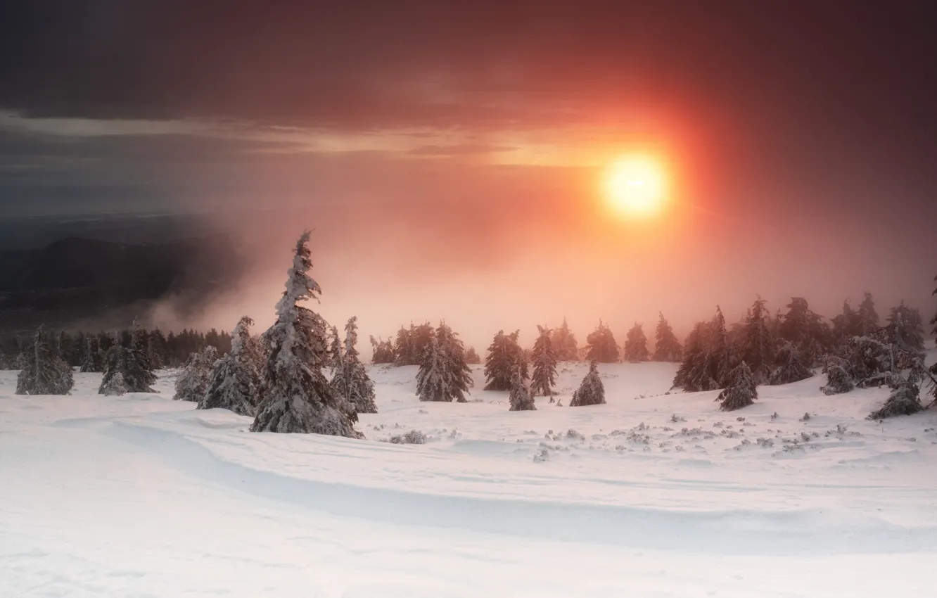 Фото обои зима, лес, небо, солнце, облака, снег, закат, туман