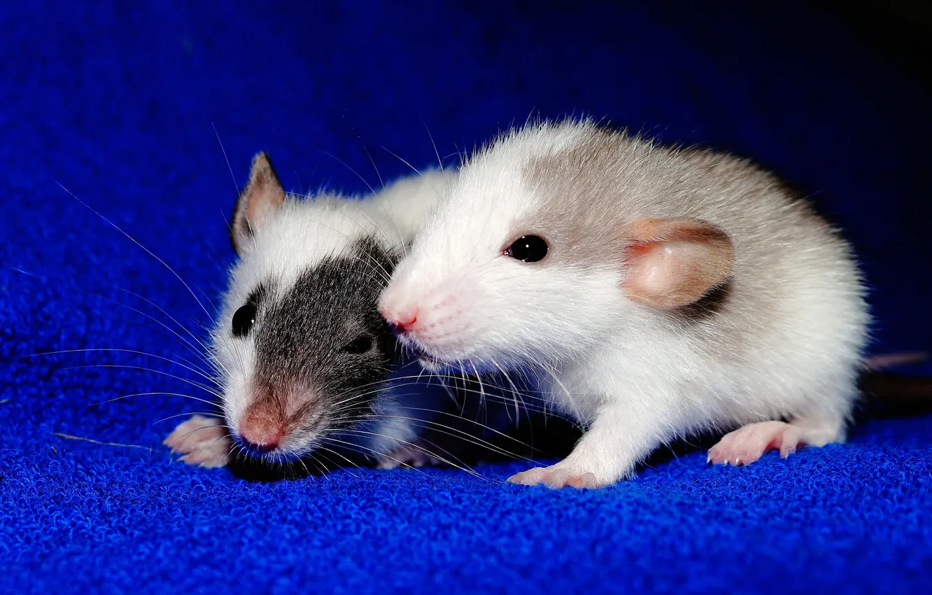 Фото обои animals, rats, decorative, rodents