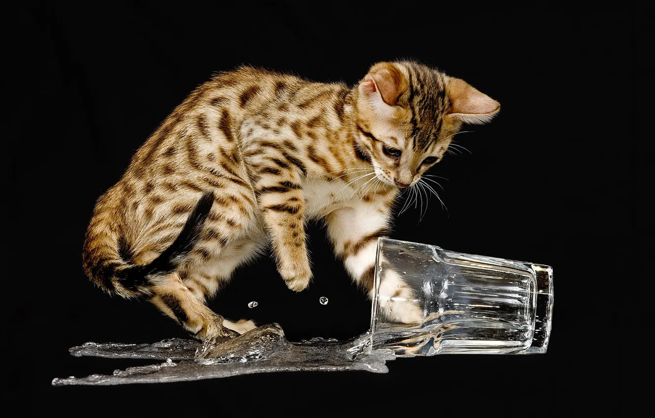 Фото обои вода, брызги, стакан, фон, чёрный, жидкость, котёнок