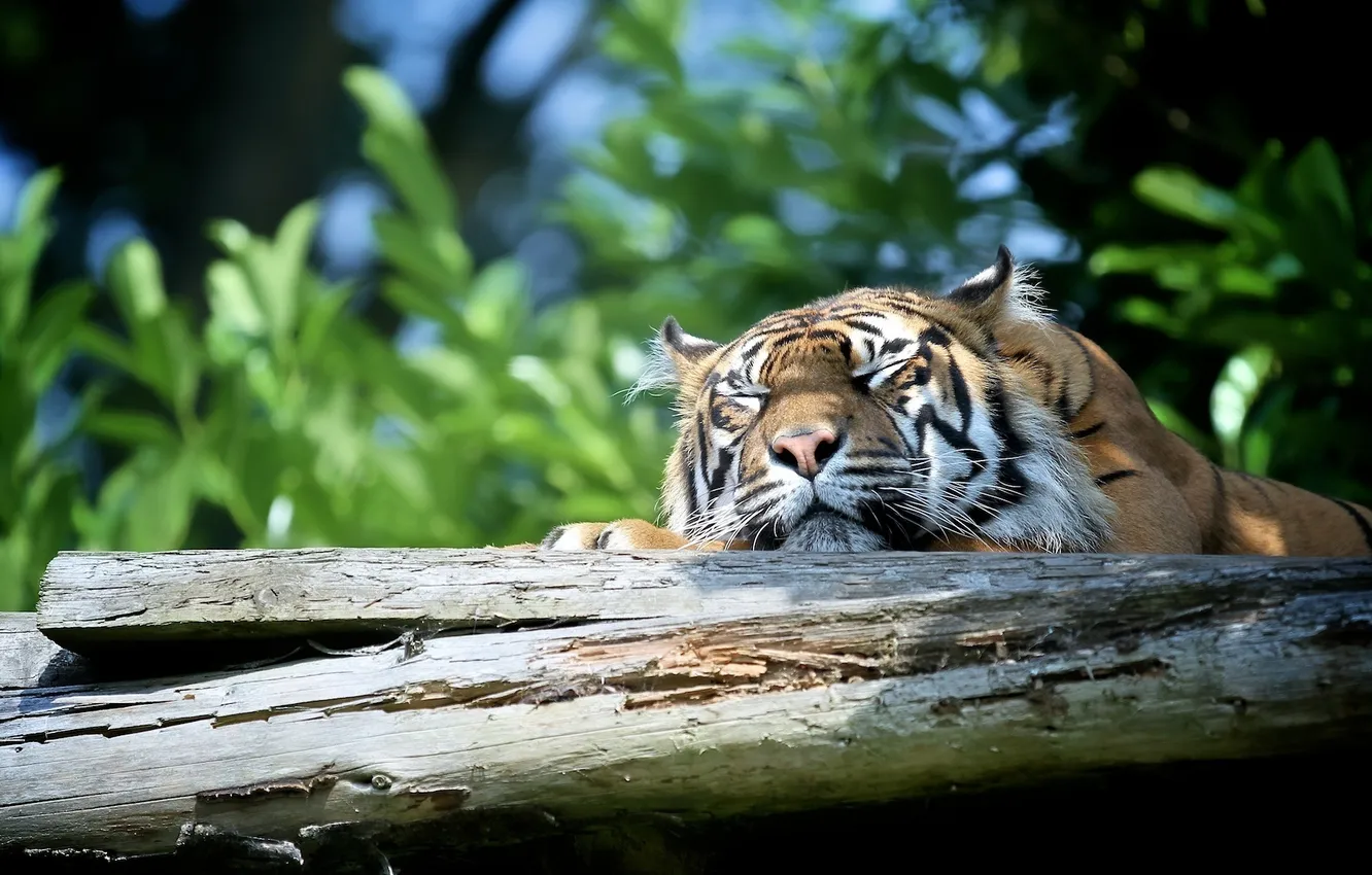 Фото обои морда, тигр, отдых, сон, хищник, дикая кошка