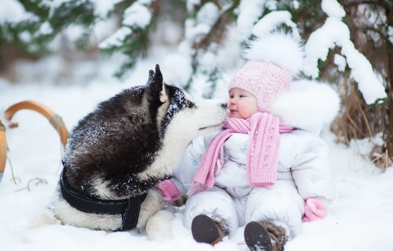 Фото обои dog, winter, snow, husky, childhood, kid, kids