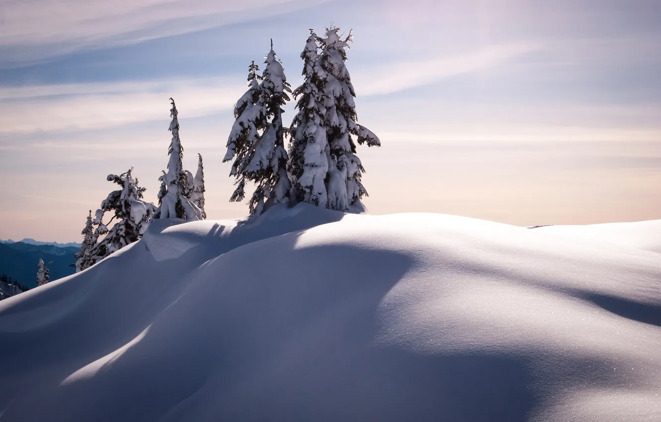 Фото обои снег, деревья, пейзаж, Зима, ели, мороз
