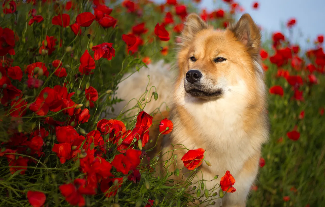 Фото обои лето, цветы, природа, животное, маки, собака, пёс, Birgit Chytracek