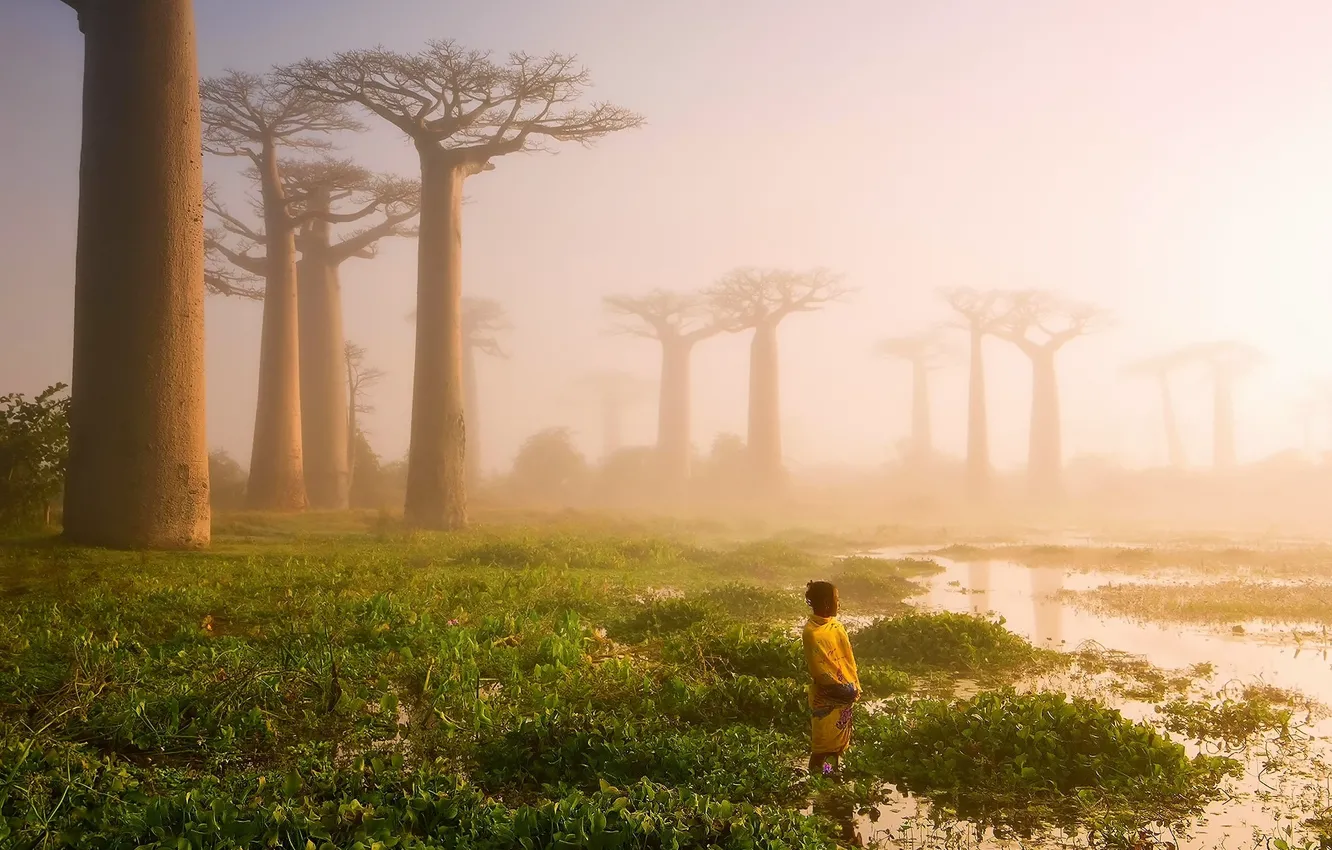 Фото обои свет, деревья, река, человек, болото, утро, дымка, Африка