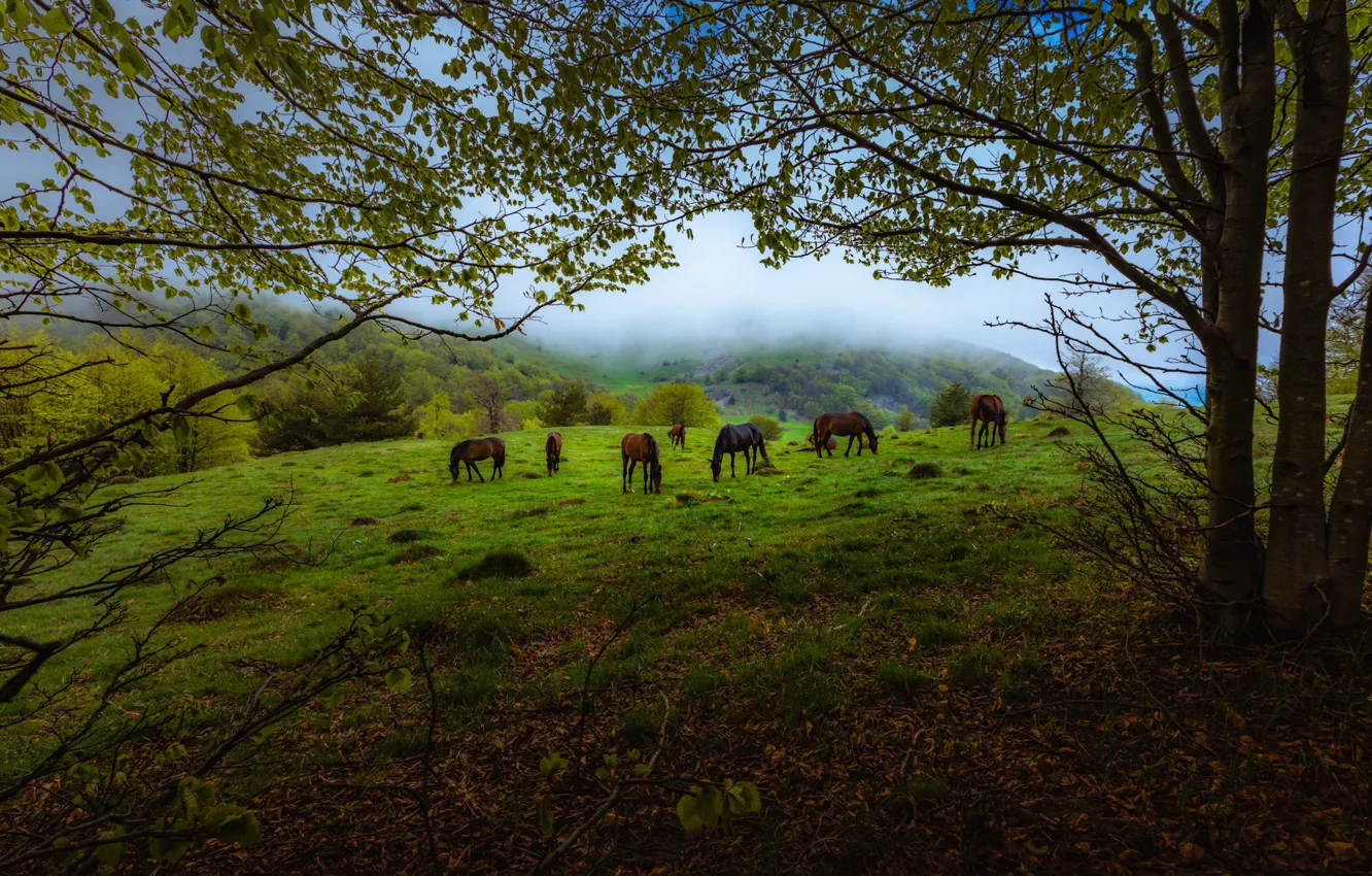 Фото обои Grass, Green, Morning, Fog, Forest, Horses