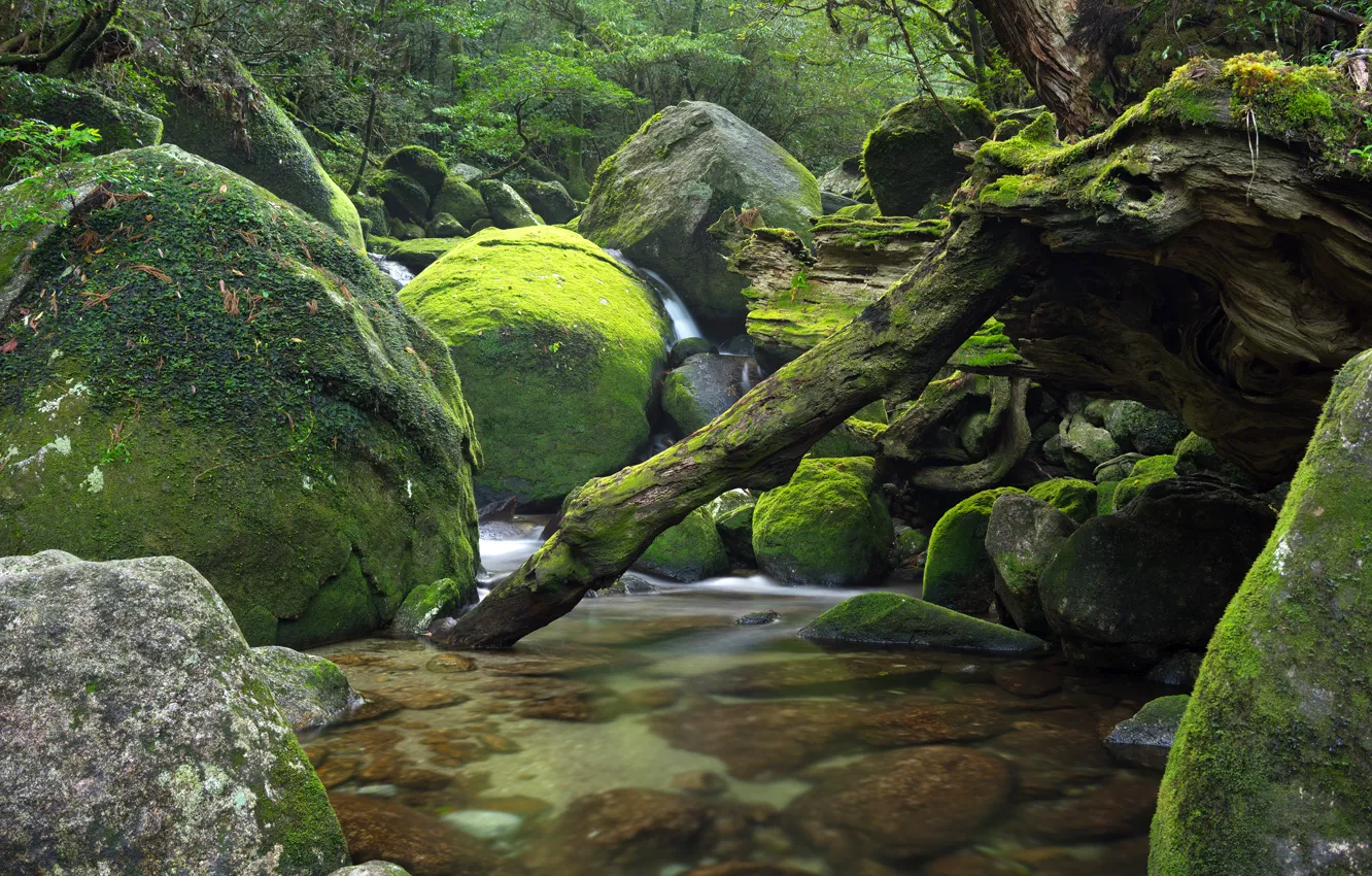 Фото обои лес, деревья, река, камни, поток, Япония, Japan