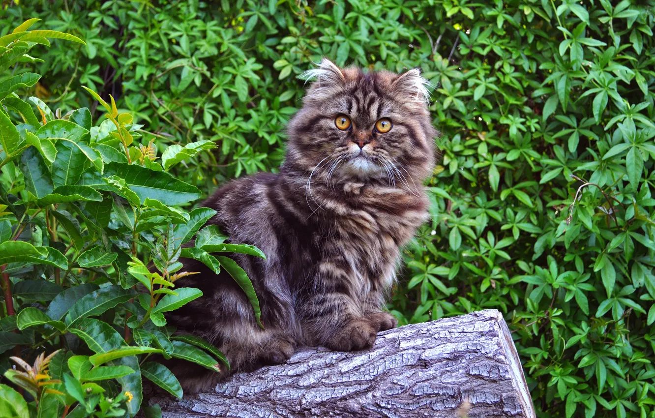 Фото обои кошка, лето, взгляд, листья, природа, поза, серый, бревно