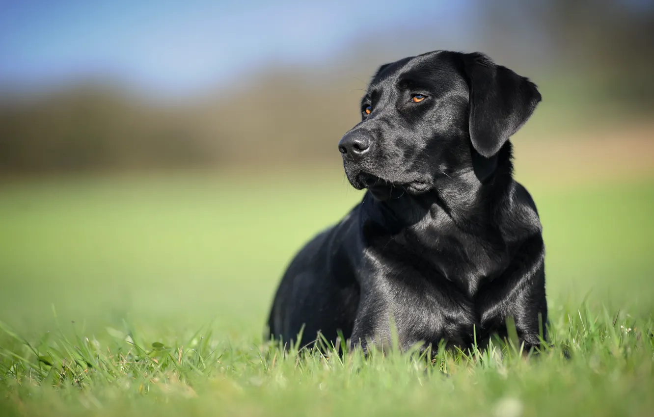 Фото обои фон, чёрный, собака, Лабрадор-ретривер