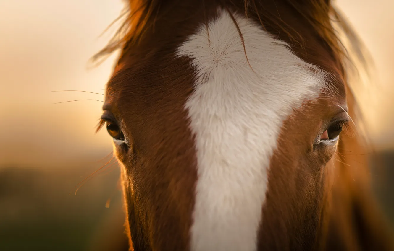 Фото обои взгляд, конь, лошадь