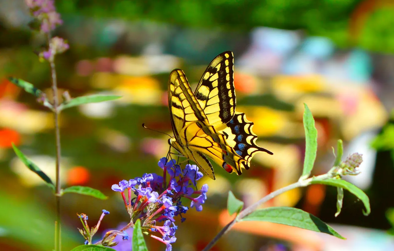 Фото обои Макро, Цветы, Весна, Бабочка, Flower, Spring, Macro, Butterfly