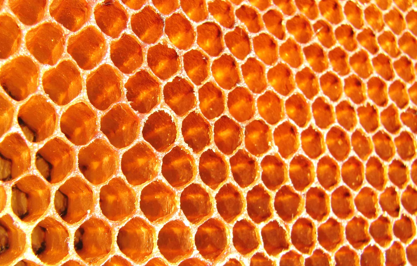 Фото обои соты, пчелы, мед, пчелиные